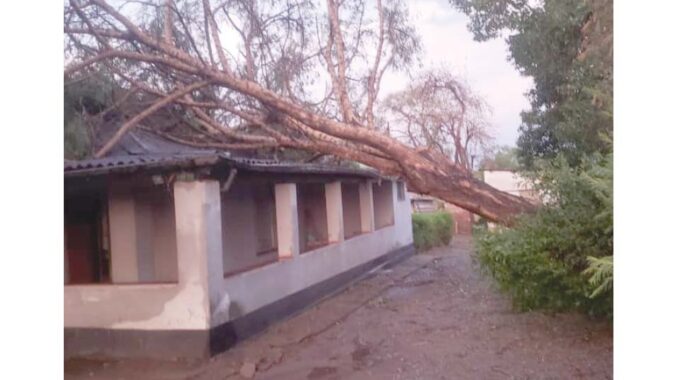 A huge tree that fell on a house in the Masasa Park suburb in Kwekwe