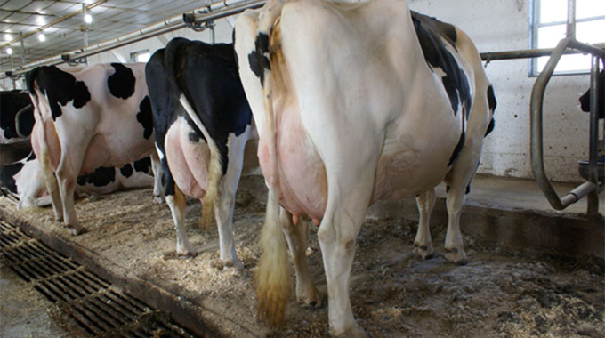 Dairy Cattle