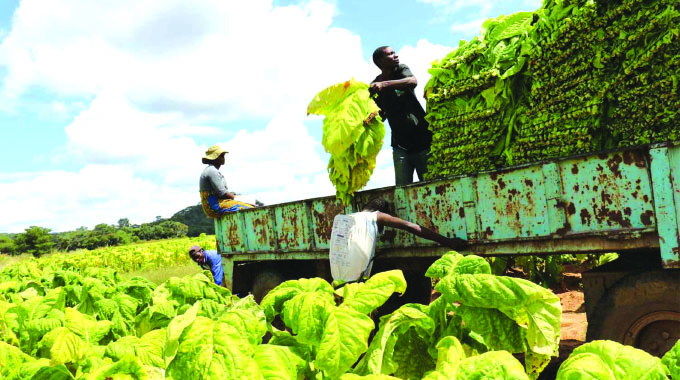 TIMB says about 267 million kg of tobacco worth US$812 million have been sold via contract floors while 19,7 million kg valued at US$56,8 million have been sold through an auction system.(File Picture)