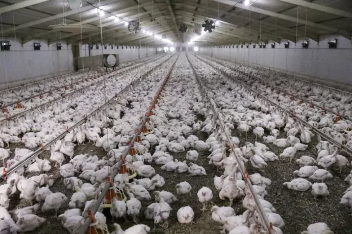 Chickens are seen at a poultry farm in Hartbeesfontein, a settlement near Klerksdorp, South Africa [File: Siphiwe Sibeko/Reuters]