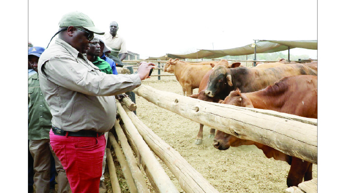 Permanent Secretary in the Ministry of Ministry of Lands, Agriculture, Fisheries, Water and Rural Development, Dr John Bhasera takes pictures of cattle during the tour of Mary Ellen farm in Bubi district yesterday.
