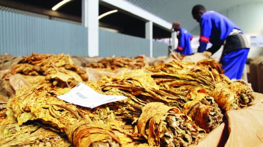 TIMB Cracks Down on Illicit Tobacco Trade with Hefty Fines